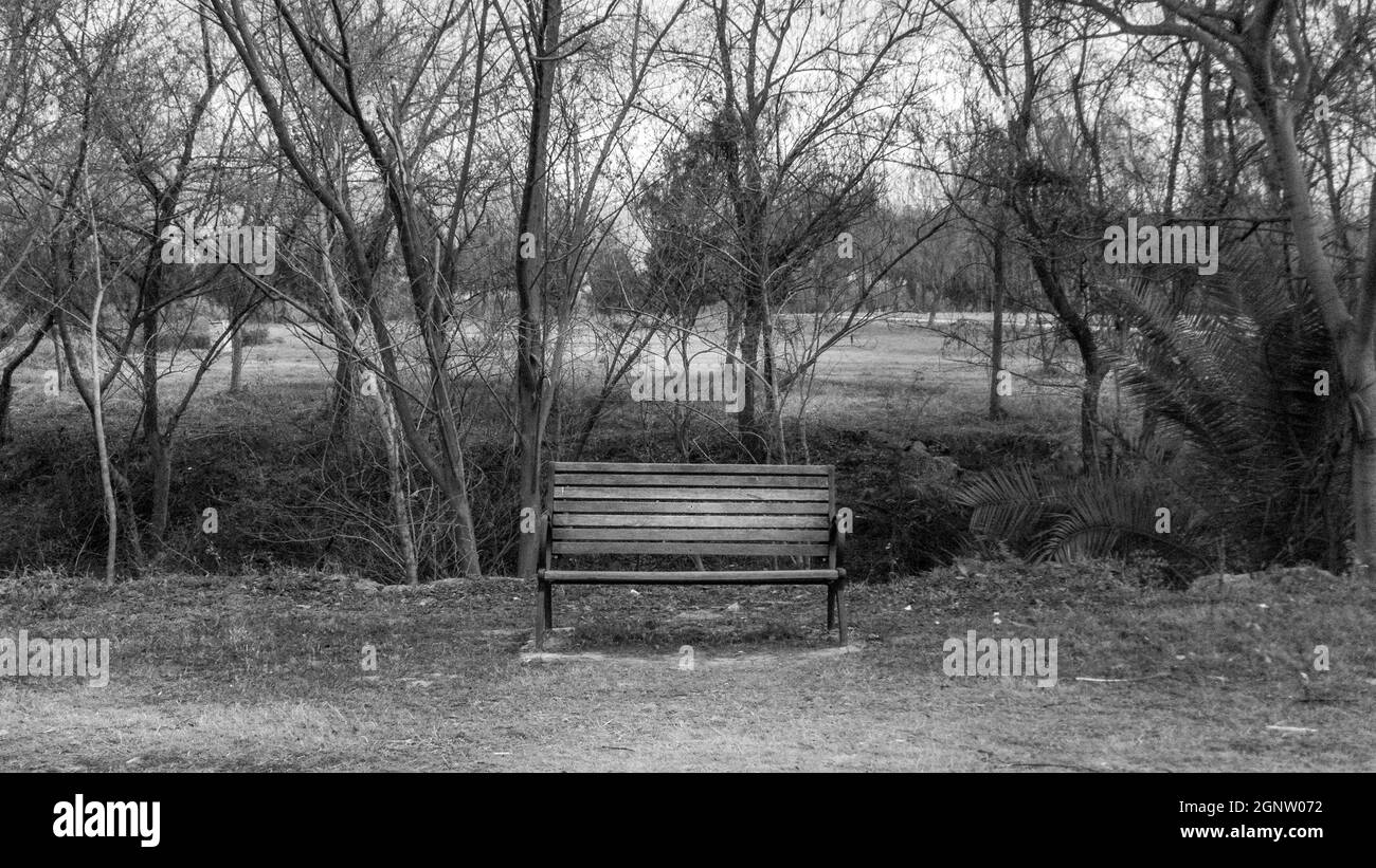 Grayscale horizontal shot of an old park bench against trees with no leaves Stock Photo