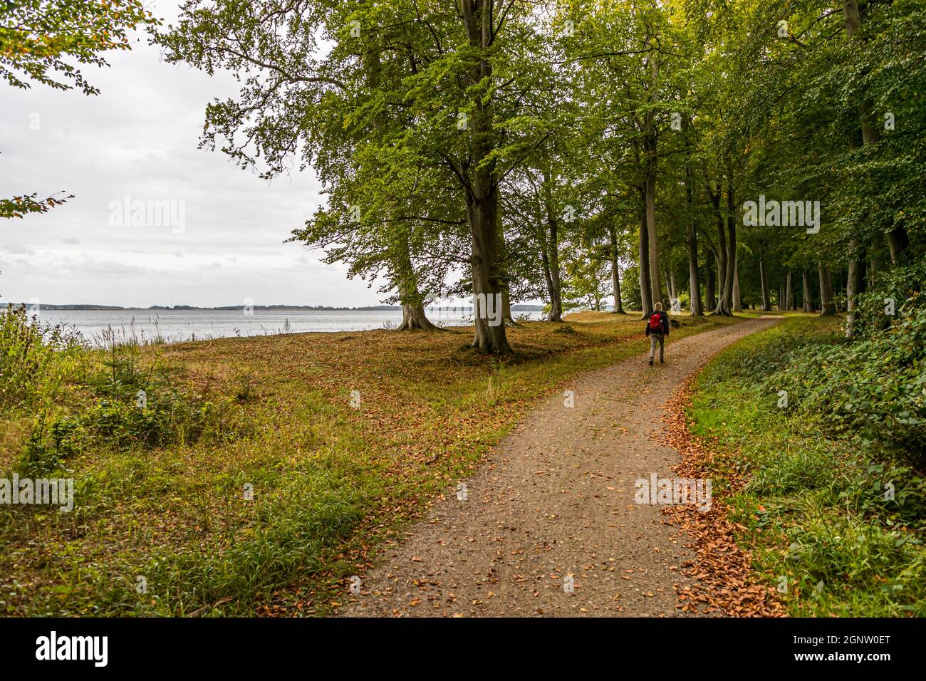 The forest of Norreskoven. On the hiking trail you are often alone. Apart from two bridge crossings you have little asphalt under your feet. Troense-Svendborg, Denmark Stock Photo