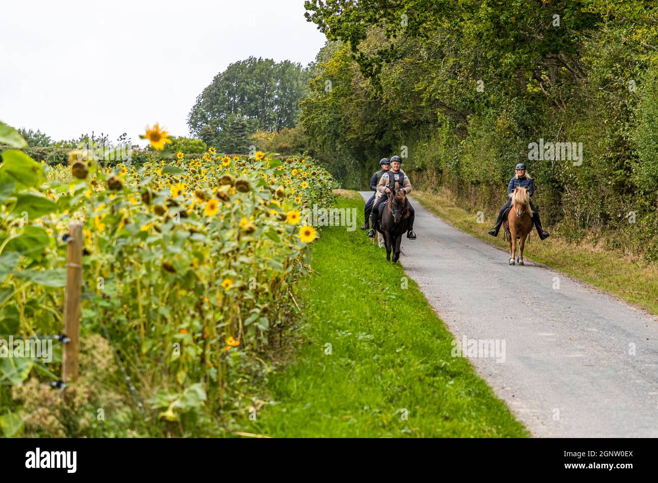 Women riders next to a field of sunflowers by the Archipelago path (Øhavsstien), Denmark, Denmark Stock Photo