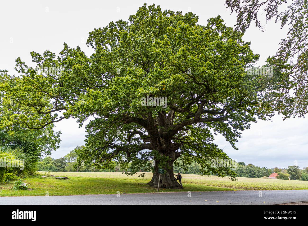 The Ambrosius oak is over 500 years old. It owes its name to the poet Ambrosius Stub. Troense, Svendborg, Denmark Stock Photo
