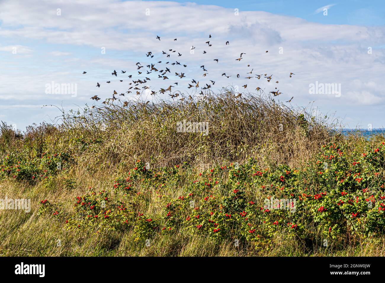 Formation flight on the coast of Langeland. Birds find plenty of food in autumn especially in the hedgerows full of berry fruits. Langeland, Denmark Stock Photo