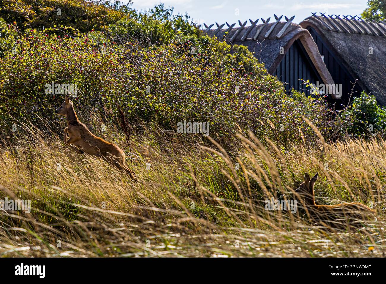 Deer and thatched roofs right by the hiking trail between Lohals and Tranekær on the island of Langeland, Denmark Stock Photo