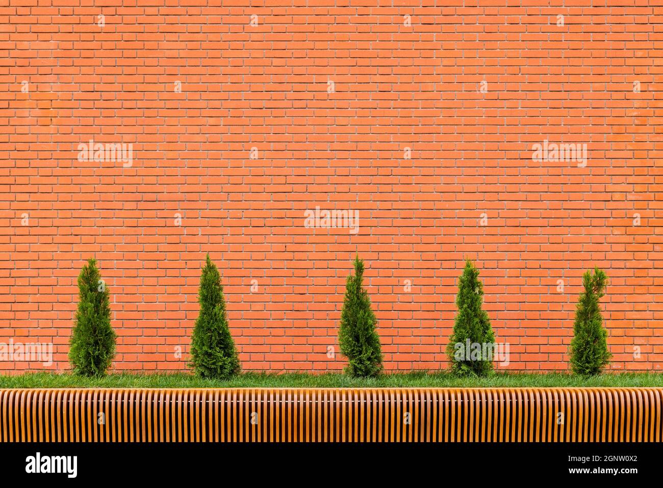 a row of five small conical thuja trees in front of red brick wall and parametric plywood bench at daylight - direct frontal view Stock Photo