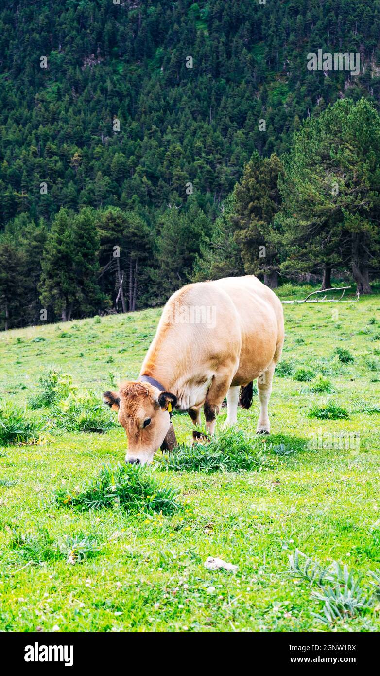 Vertical shot of a cow grazing on a green meadow Stock Photo - Alamy