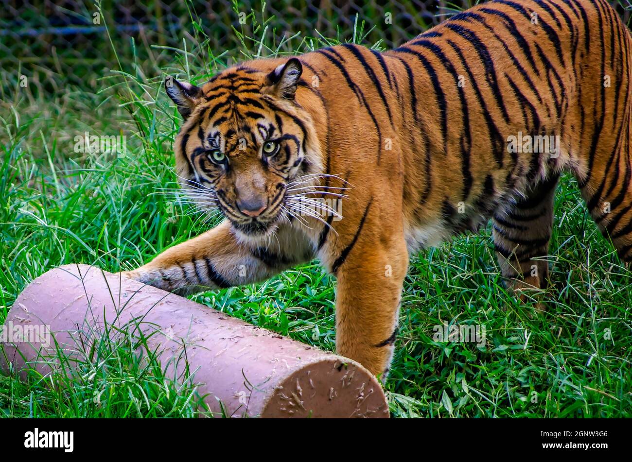 A Sumatran tiger (Panthera tigris sumatrae) plays with an enrichment toy at the Memphis Zoo, Sept. 8, 2015, in Memphis, Tennessee. Stock Photo