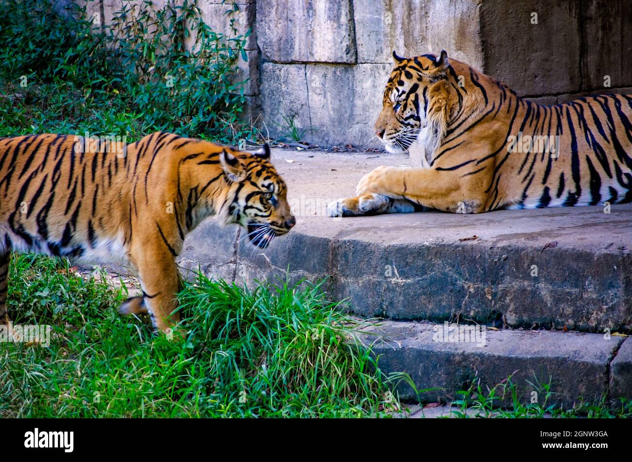 Sumatran tigers (Panthera tigris sumatrae)  are pictured at the Memphis Zoo, Sept. 8, 2015, in Memphis, Tennessee. Stock Photo