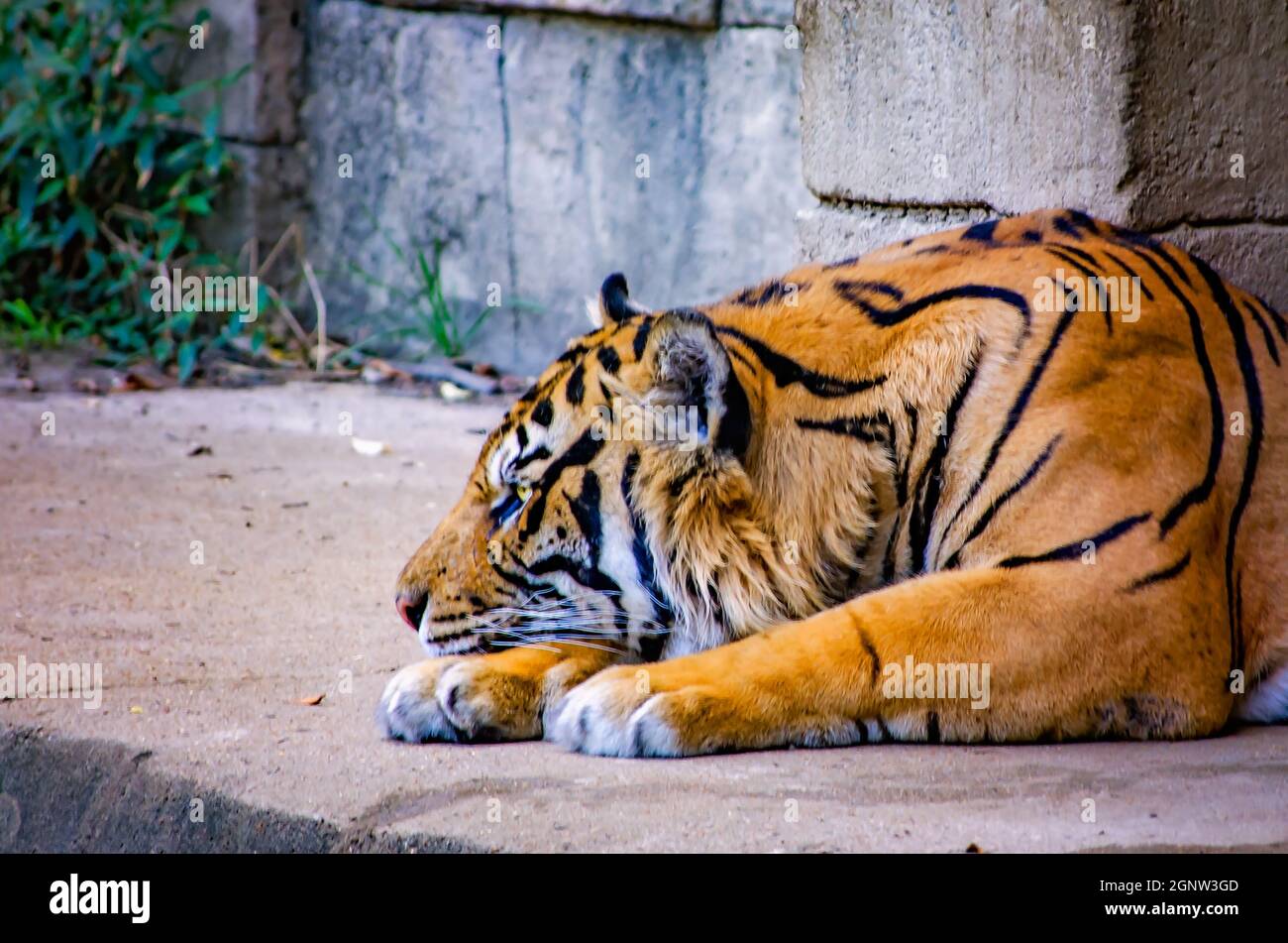 A Sumatran tiger (Panthera tigris sumatrae) rests at the Memphis Zoo, Sept. 8, 2015, in Memphis, Tennessee. Stock Photo