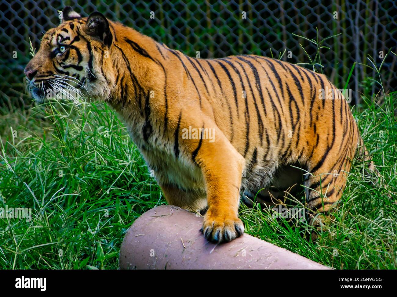 A Sumatran tiger (Panthera tigris sumatrae) plays with an enrichment toy at the Memphis Zoo, Sept. 8, 2015, in Memphis, Tennessee. Stock Photo