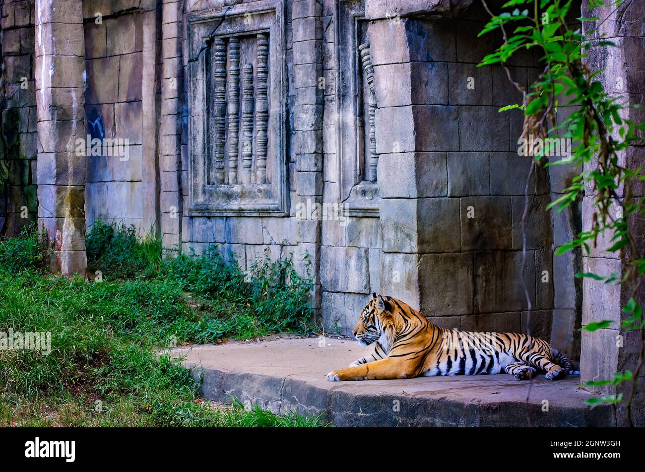 A Sumatran tiger (Panthera tigris sumatrae) rests in an enclosure designed to mimic an Egyptian temple at the Memphis Zoo in Memphis, Tennessee. Stock Photo