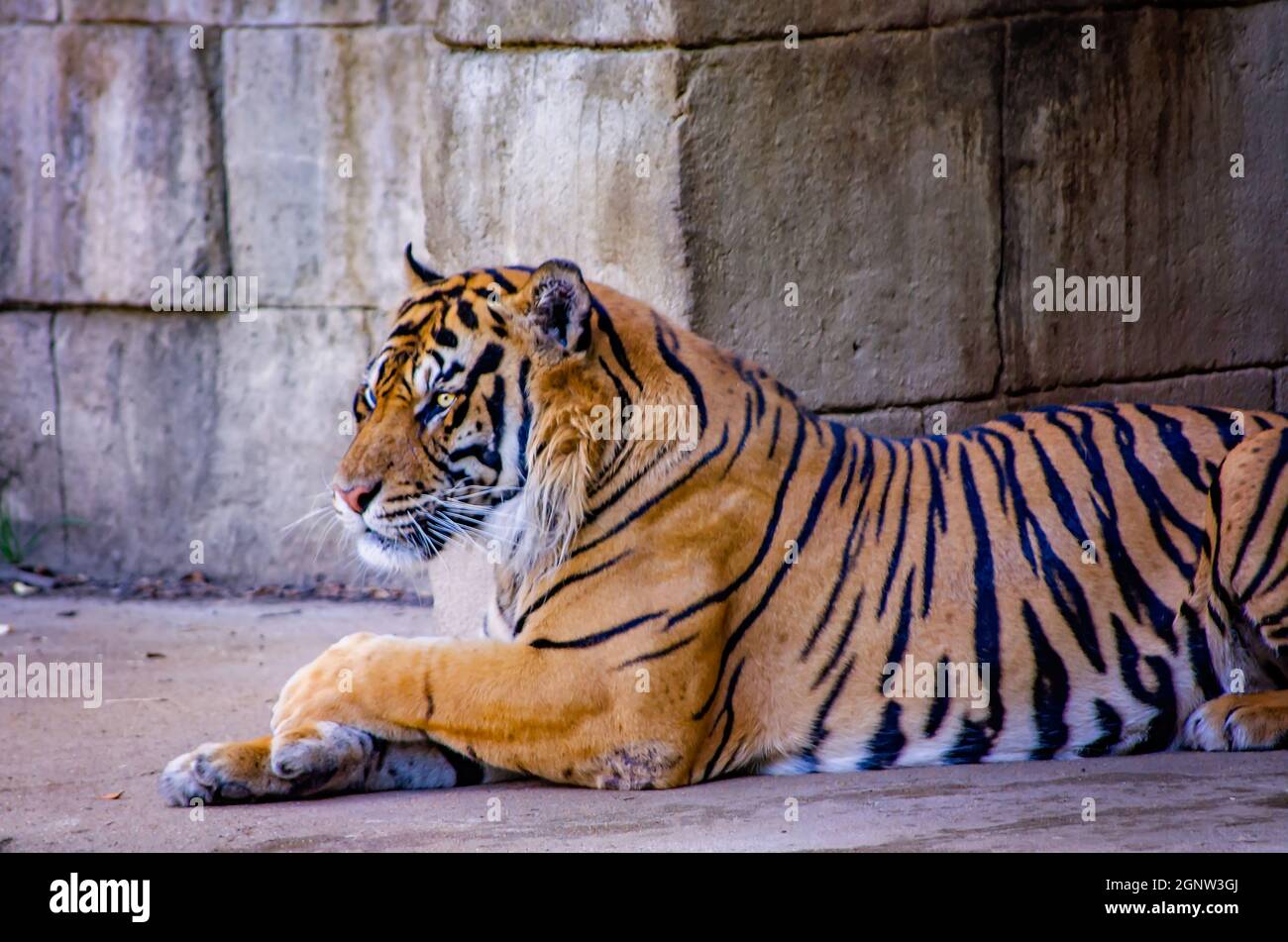 A Sumatran tiger (Panthera tigris sumatrae) rests at the Memphis Zoo, Sept. 8, 2015, in Memphis, Tennessee. The tiger is part of the zoo’s four-acre C Stock Photo
