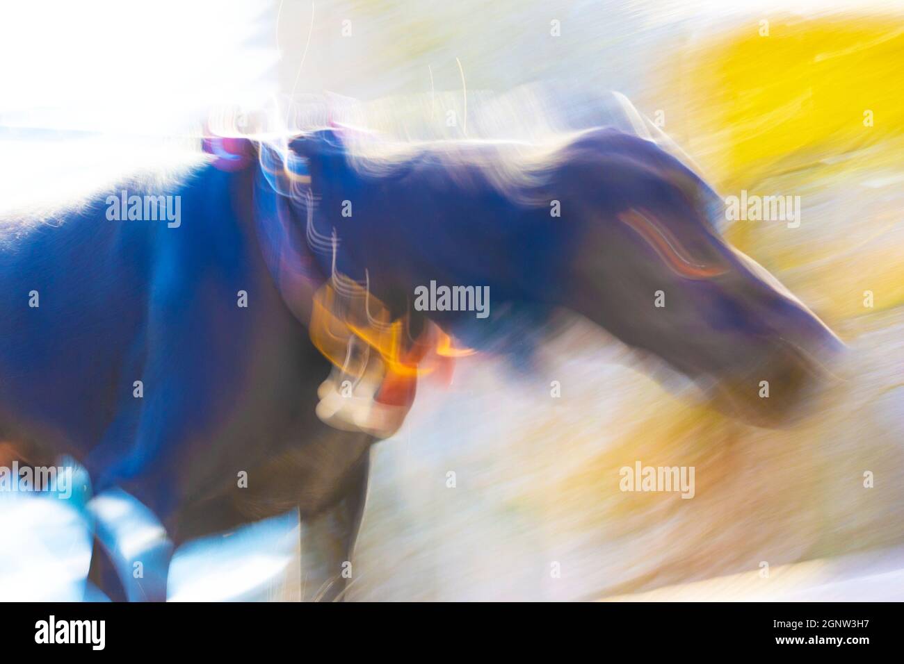 Abstract of dog shaking its head - all movement and bright colours Stock Photo