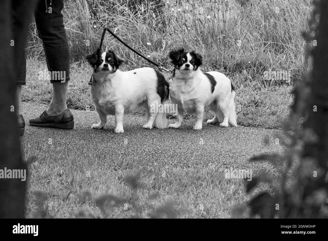 Two dogs being walked Black and White Stock Photos & Images - Alamy