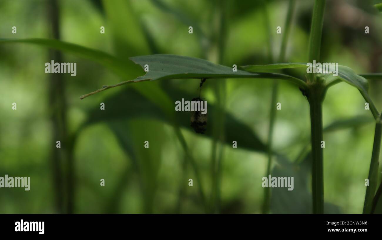 Close up of a wild plant with wired cylinder shaped cocoon hanging under a leaf and black ants are attacking to the cocoon Stock Photo