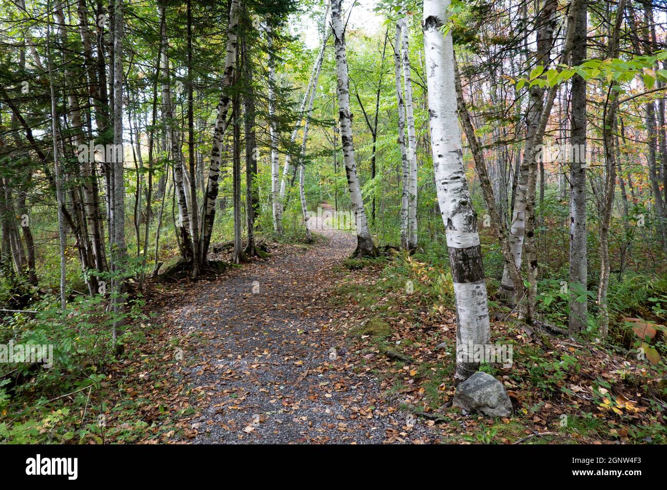 An early autumn trail in the Sacandaga Pathway in Speculator, NY in the