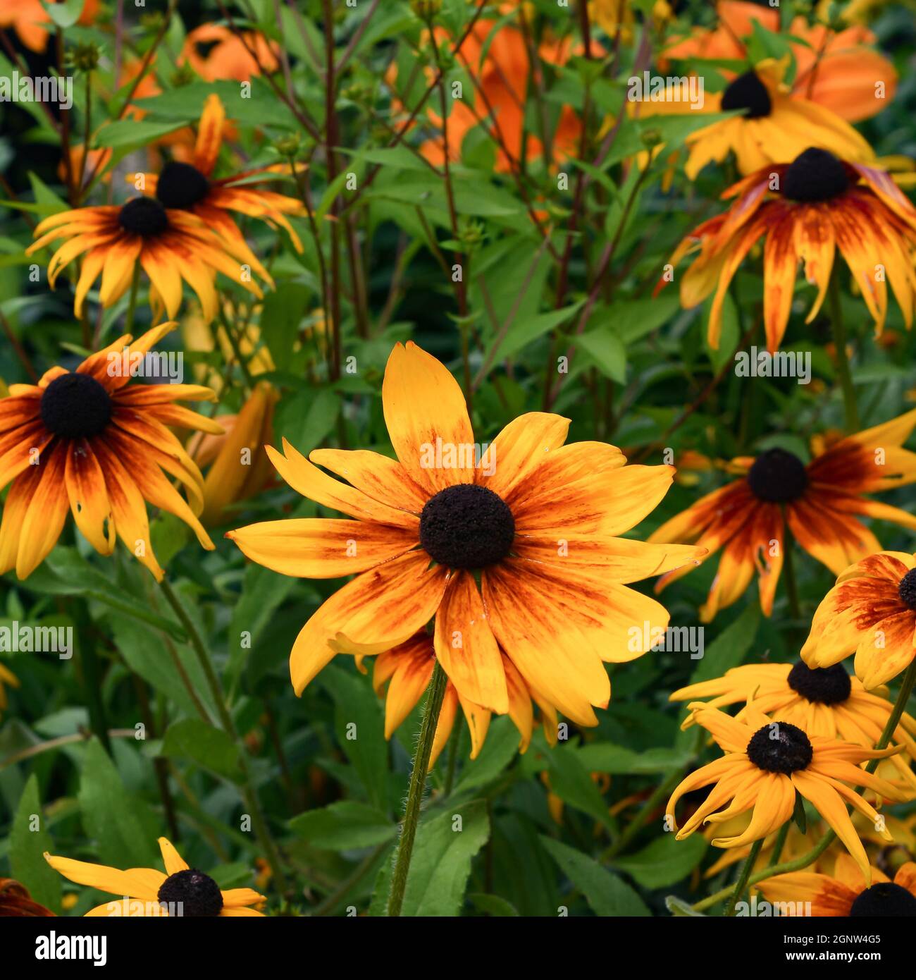 A garden of brightly colored Black Eyed Susans, or Rudbeckia Hirta in ...