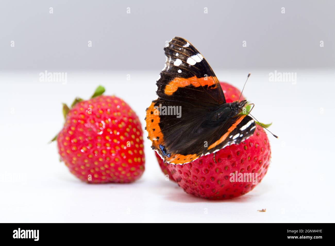 Erdbeeren und Schmetterling Stock Photo