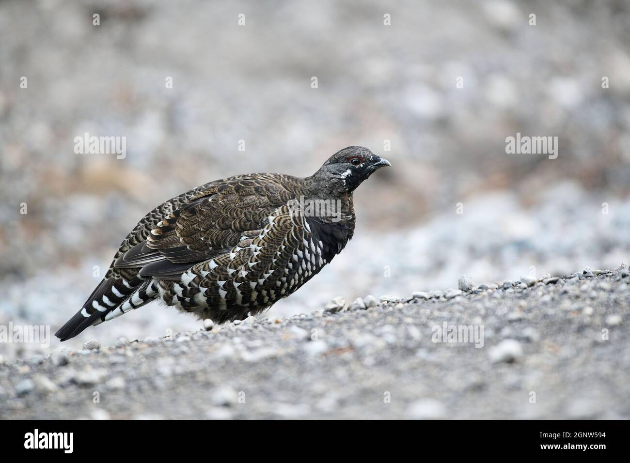 Spruce grouse (Falcipennis canadensis), Spray Lakes Provincial Park, Kananaskis Country, Alberta, Canada, Stock Photo