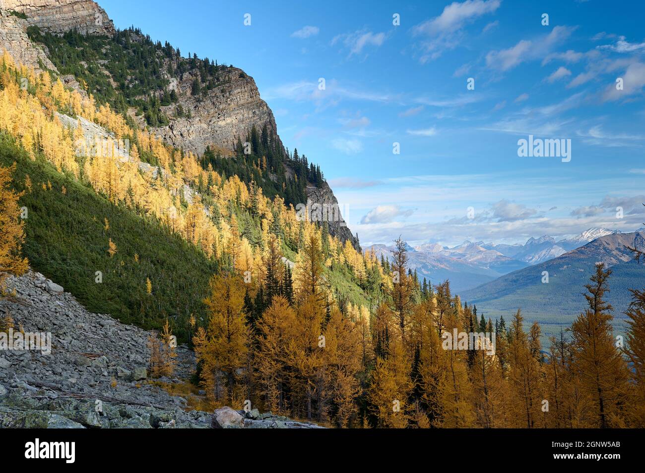 Larch trees (Larix decidua) among evergreen firs from Saddle Mountain