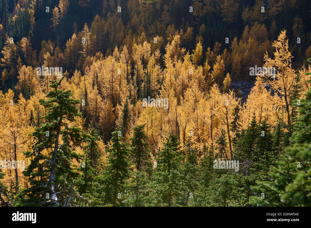 Larch trees (Larix decidua) among evergreen firs from Saddle Mountain Trail, Banff National Park, Alberta, Canada, Stock Photo