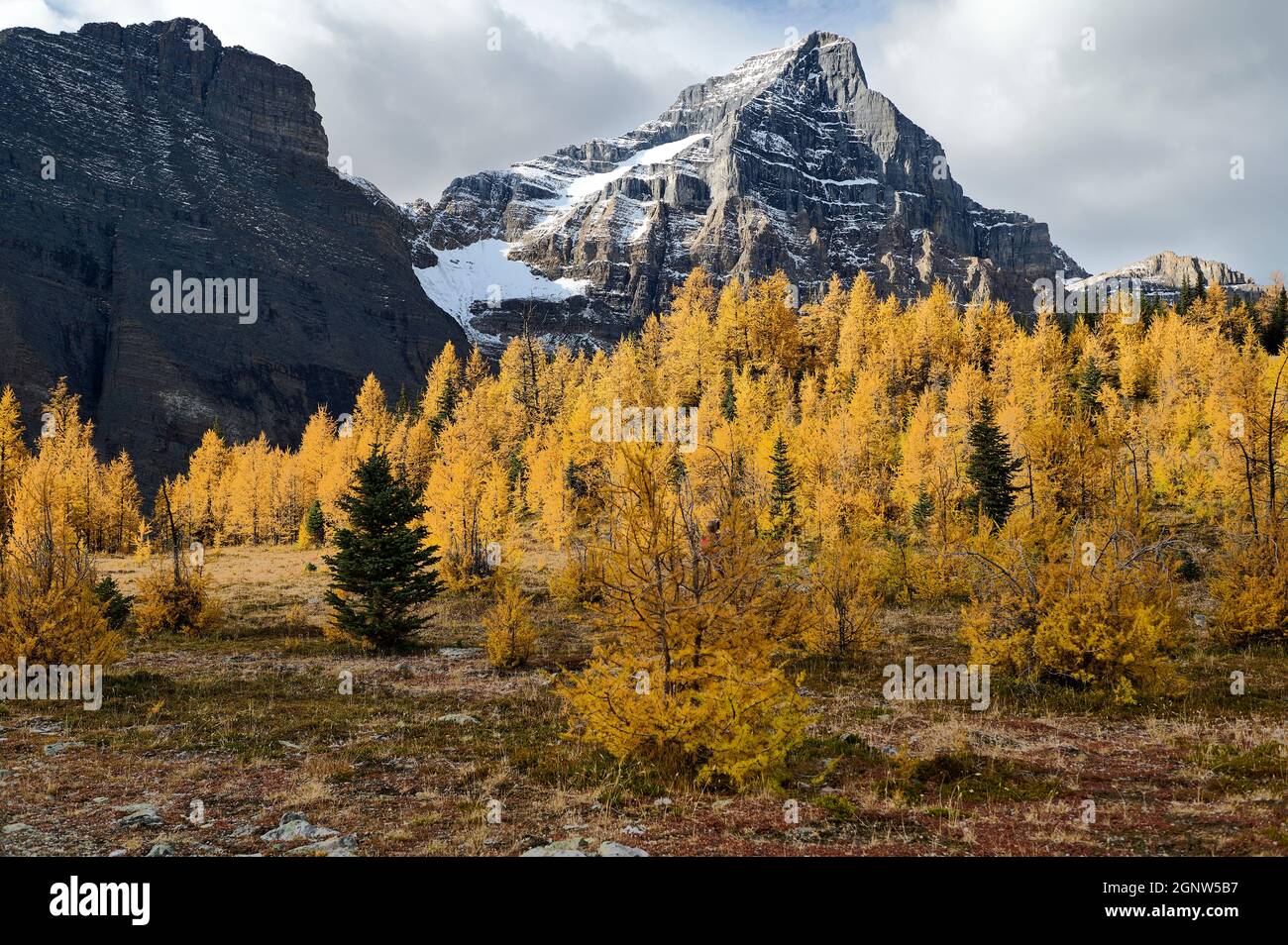 Larch trees (Larix decidua) with Sheol Mountain (L) and Haddo Peak (R) behind, Saddle Mountain Trail, Banff National Park, Alberta, Canada, Stock Photo
