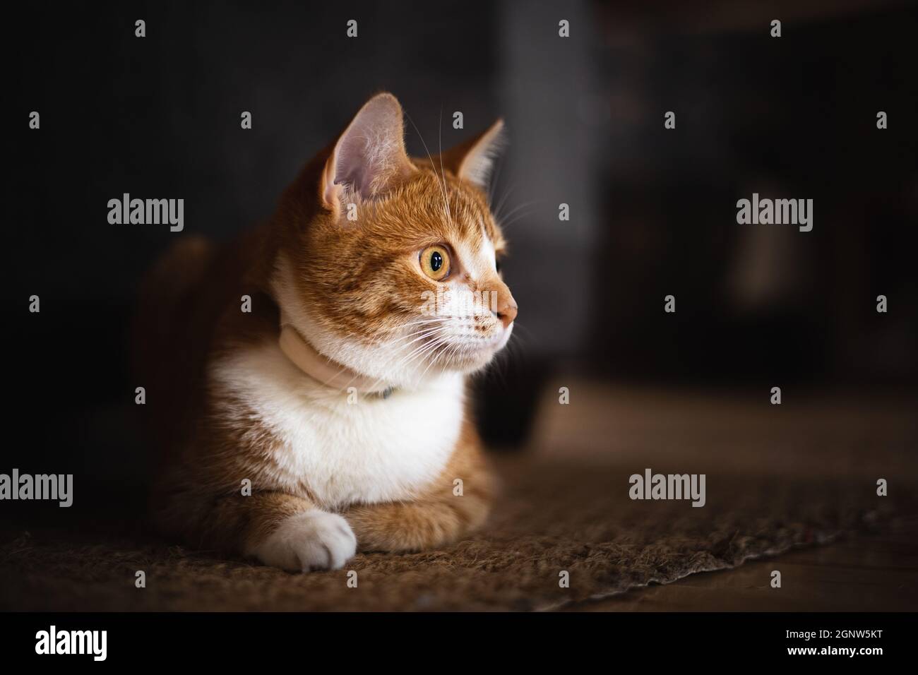 Indoor cat sitting with front leg crossed, looking up - Stock Image