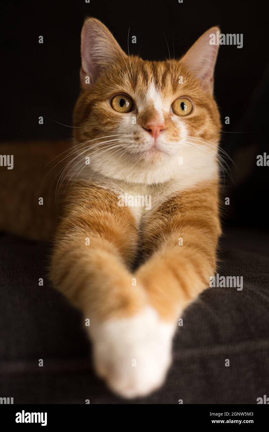 Indoor cat sitting with front leg crossed, looking up - Stock Image