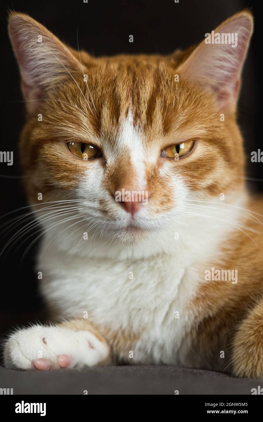 Indoor cat sitting looking straight with half-closed eyes - Stock Image