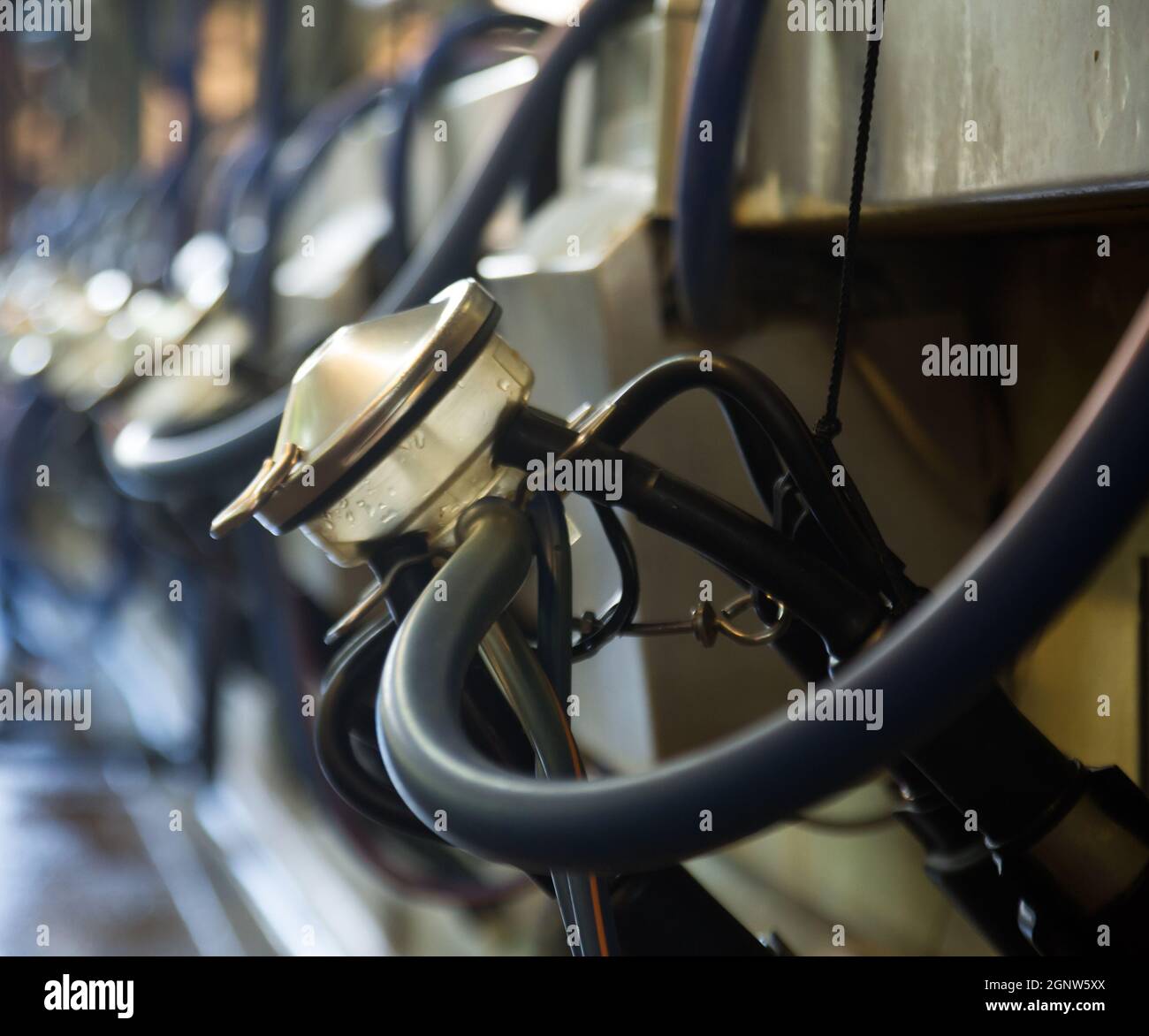 Close up of milking facility Stock Photo