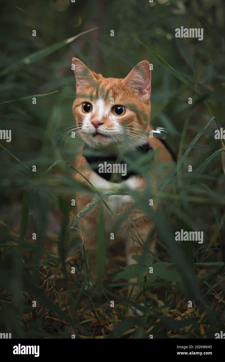 House cat in the wild, in alert mode - Stock Image