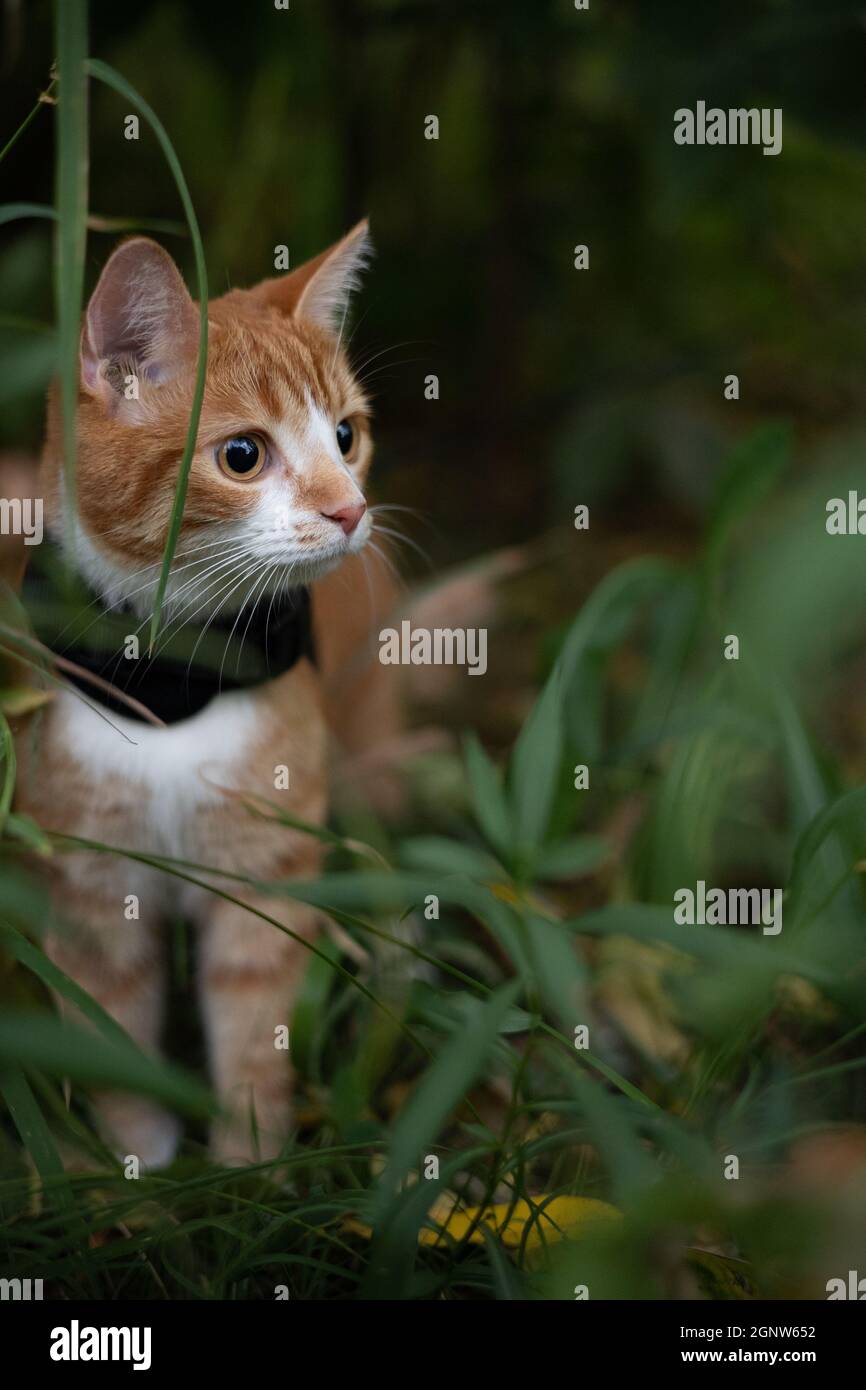 House cat in the wild, in alert mode - Stock Image