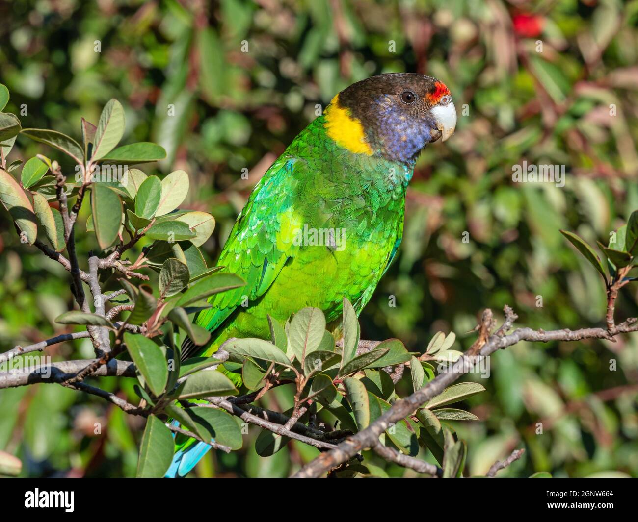 An Australian Ringneck of the western race, known as the Twenty-eight Parrot, photographed in a forest of southwestern Australia. Stock Photo