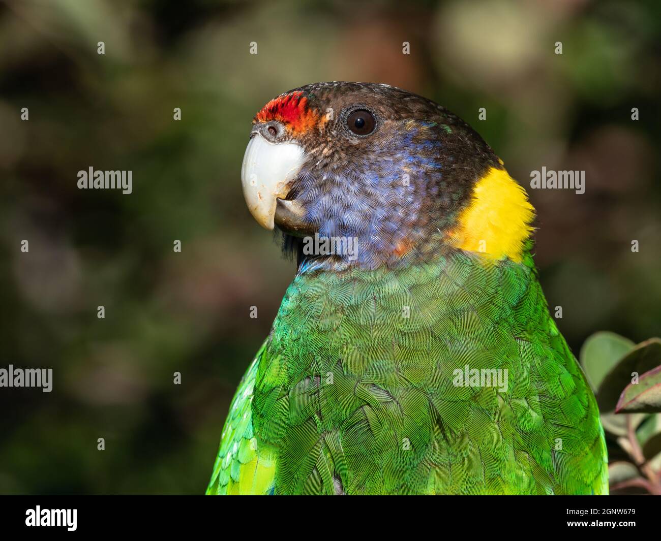 A portrait of an Australian Ringneck of the western race, known as the Twenty-eight Parrot, photographed in a forest of southwestern Australia. Stock Photo