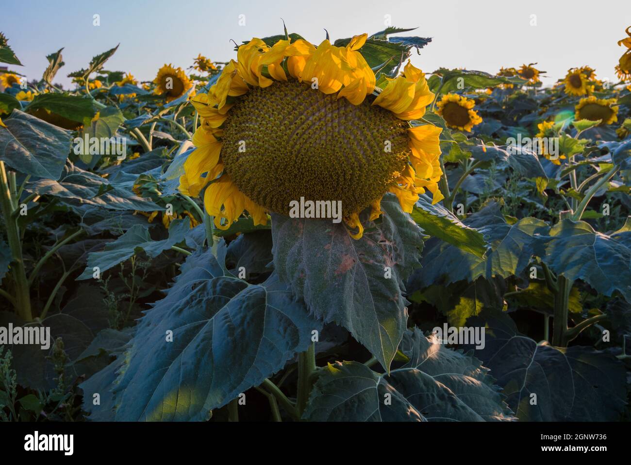 Sunflowers in late afternoon light.  Fall is approaching when large sunflowers are in full bloom and fill the open fields. Stock Photo