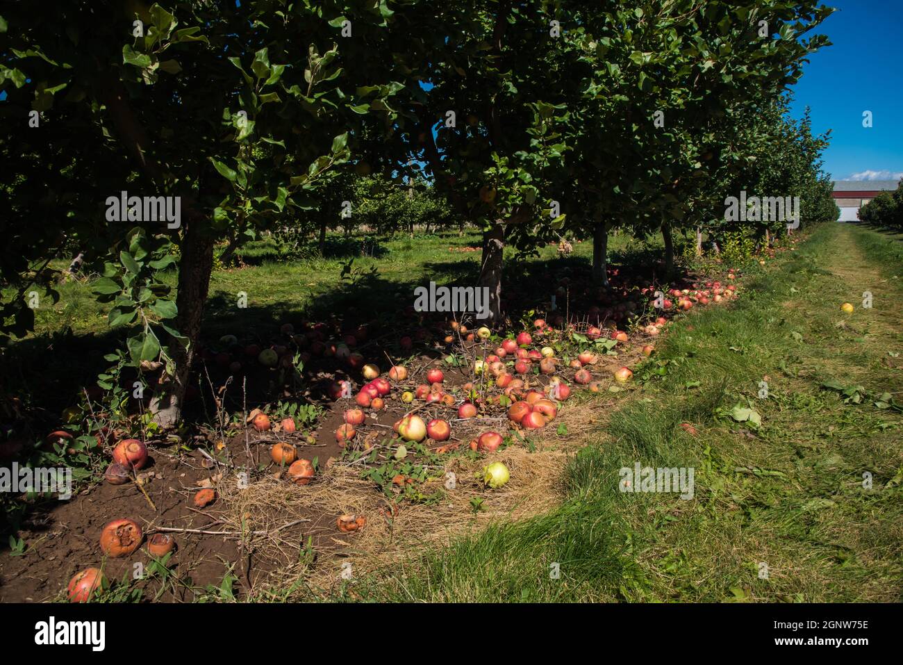 Apples lying on the ground after the harvest is over.  Left over fruit lies rotting on the ground in an apple orchard. Stock Photo