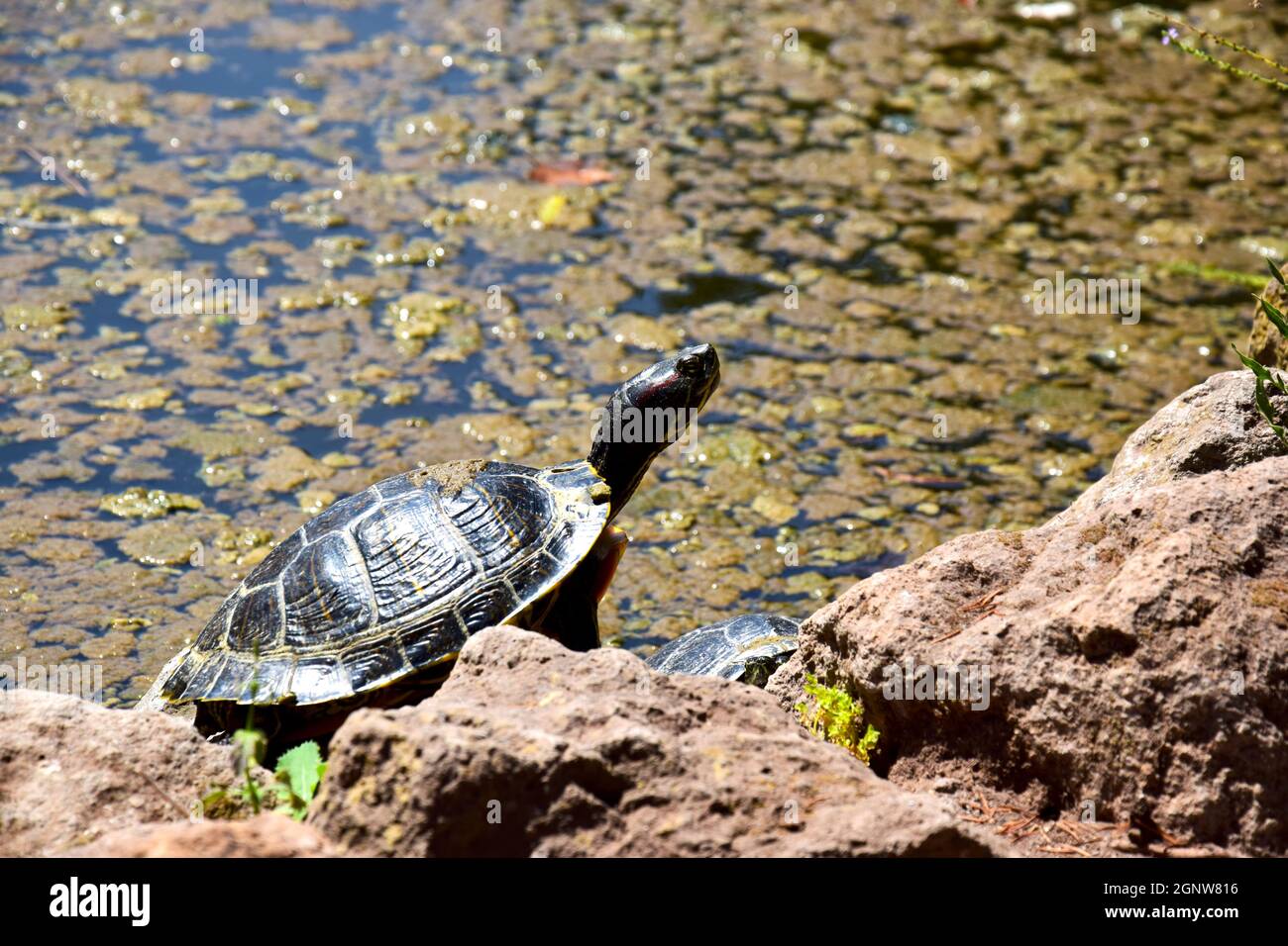 Turtles on the a rock by the pond Stock Photo
