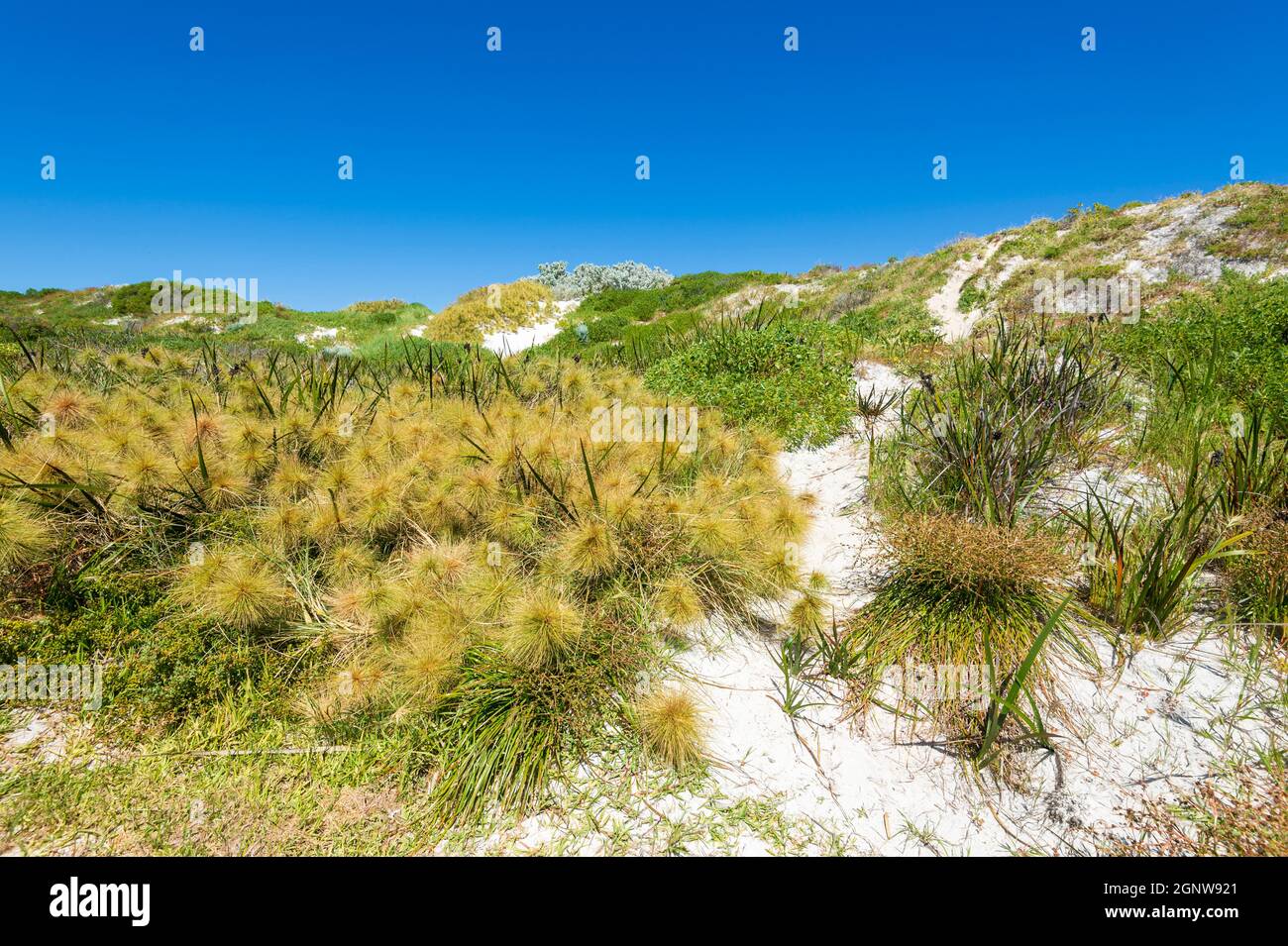 Typical coastal vegetation in the sand dunes at Wedge, Western Australia, Australia Stock Photo