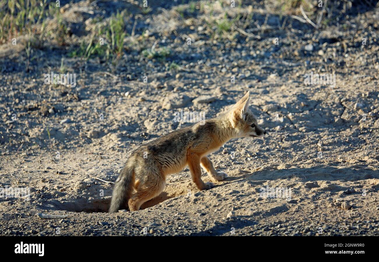 Kit fox coming out of the burrow Nevada Stock Photo Alamy