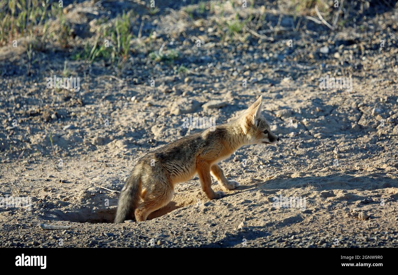 Kit fox coming out of the burrow - Nevada Stock Photo