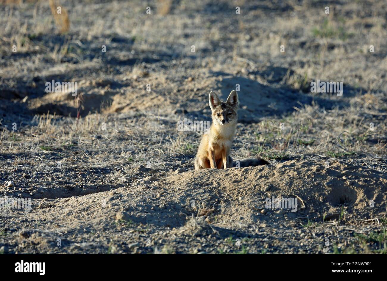 Kit fox sitting portrait Nevada Stock Photo Alamy