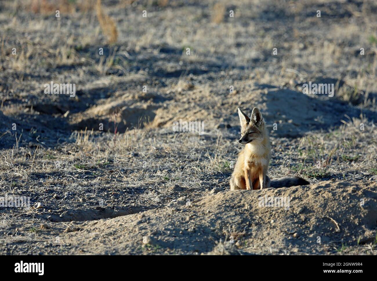 Kit fox sitting Nevada Stock Photo Alamy