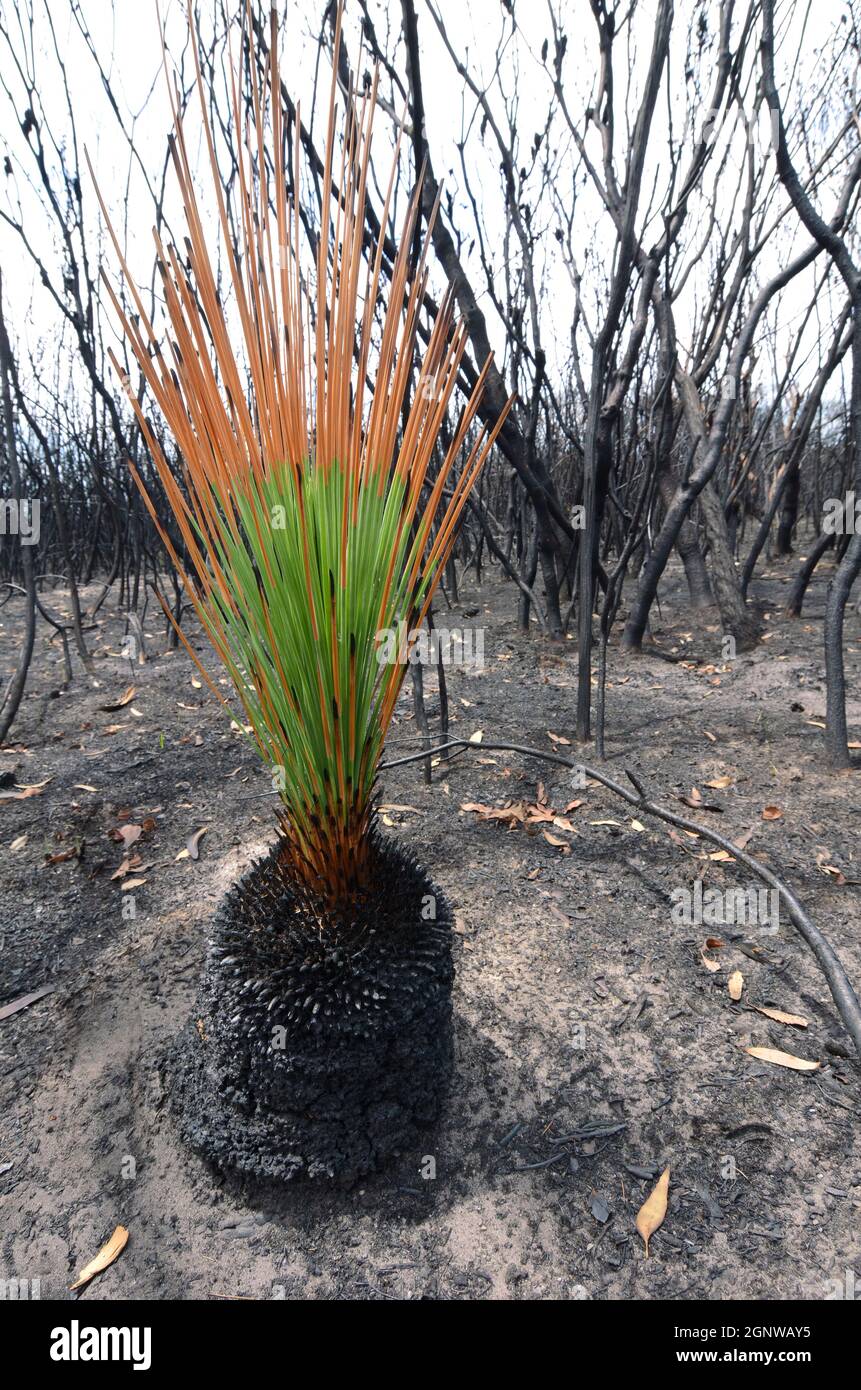 Xanthorrhoea australis Grass Tree regrowing in the Australian bush after a recent fire Stock Photo