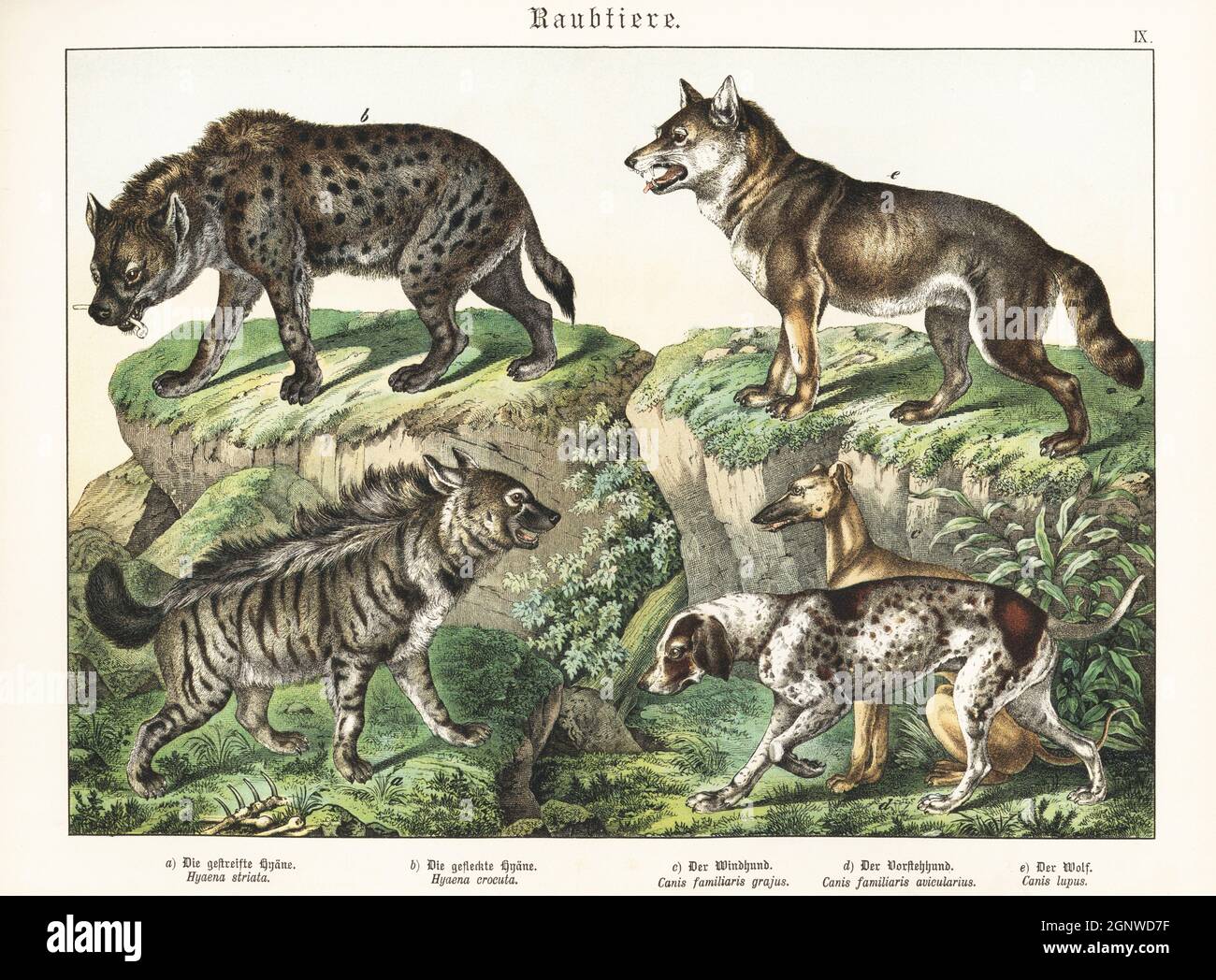 Striped hyena, Hyaena hyaena a, spotted hyena, Crocuta crocuta b, sighthound, Canis familiaris grajus c, pointer, Canis familiaris avicularius d, and grey wolf, Canis lupus e. Chromolithograph from Gotthilf Heinrich von Schubert's Natural History of Animal Kingdoms for School and Home (Naturgeschichte des Tierreichs fur Schule und Haus), Schreiber, Munich, 1886. Stock Photo