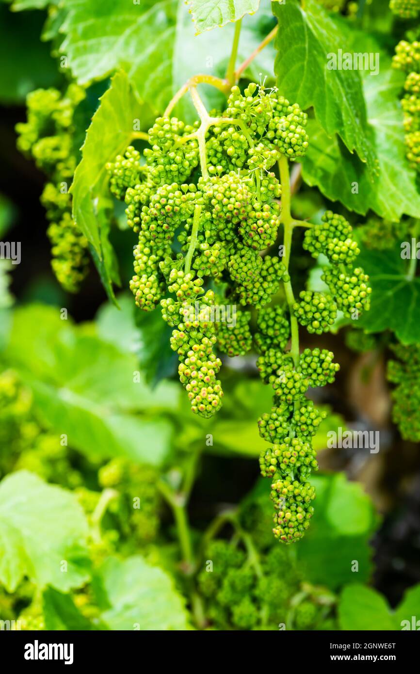 Ornamental Grape vine, Vitis vinifira, with aborted fruit. Stock Photo
