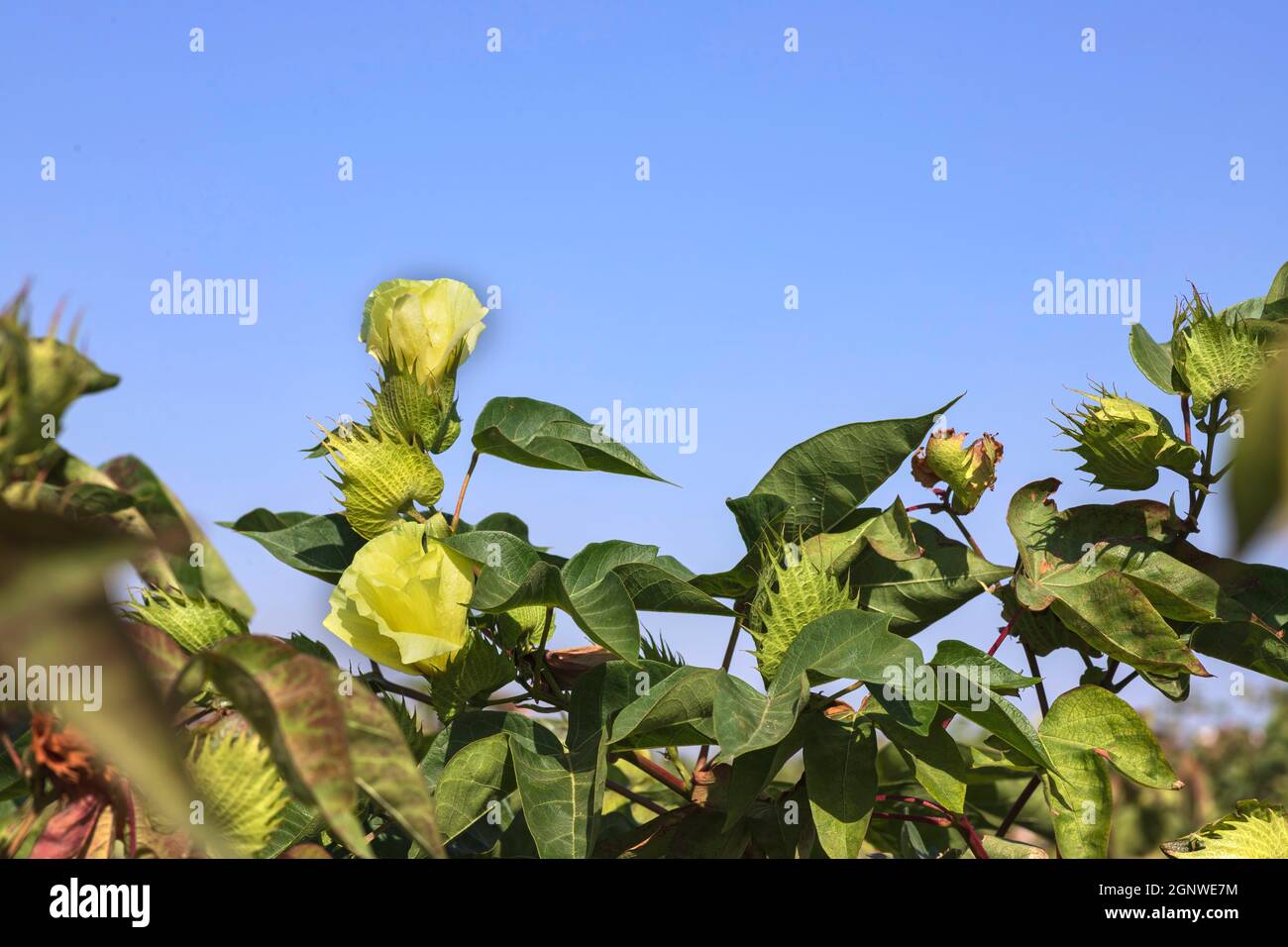 Flowers and buds of a cotton plant close-up on a background of blue sky. Stock Photo