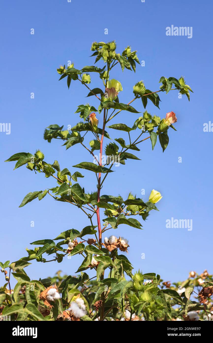 Flowers and buds of a cotton plant close-up on a background of blue sky. Stock Photo