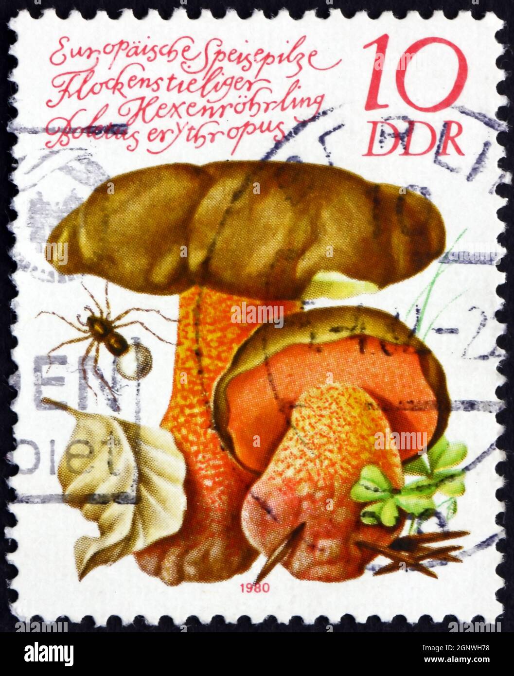 GDR - CIRCA 1980: a stamp printed in GDR shows Dotted Stem Bolete, Boletus Erythropus, Edible Mushroom, circa 1980 Stock Photo