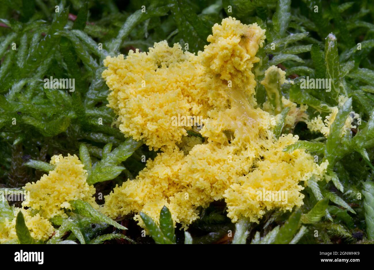 Scrambled egg slime, a slime mold, on Heather claw moss or Hypnum moss Stock Photo