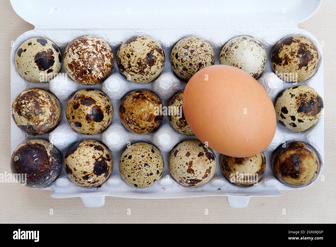 Quail Egg (Coturnix coturnix) Stock Photo