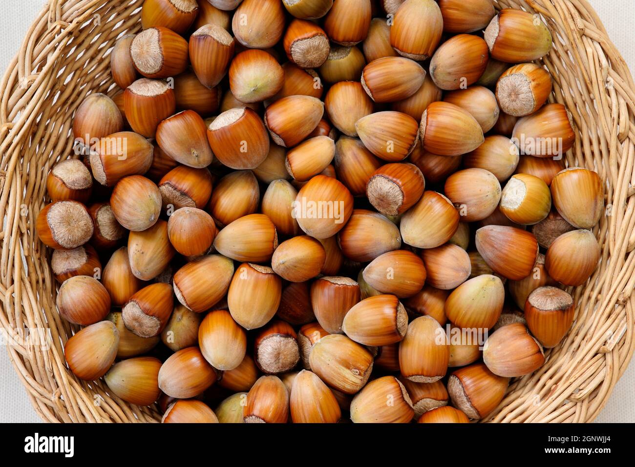 Hazelnut (Corylus avellana), fruits, nuts, with shell, unpeeled, Czech Republic Stock Photo