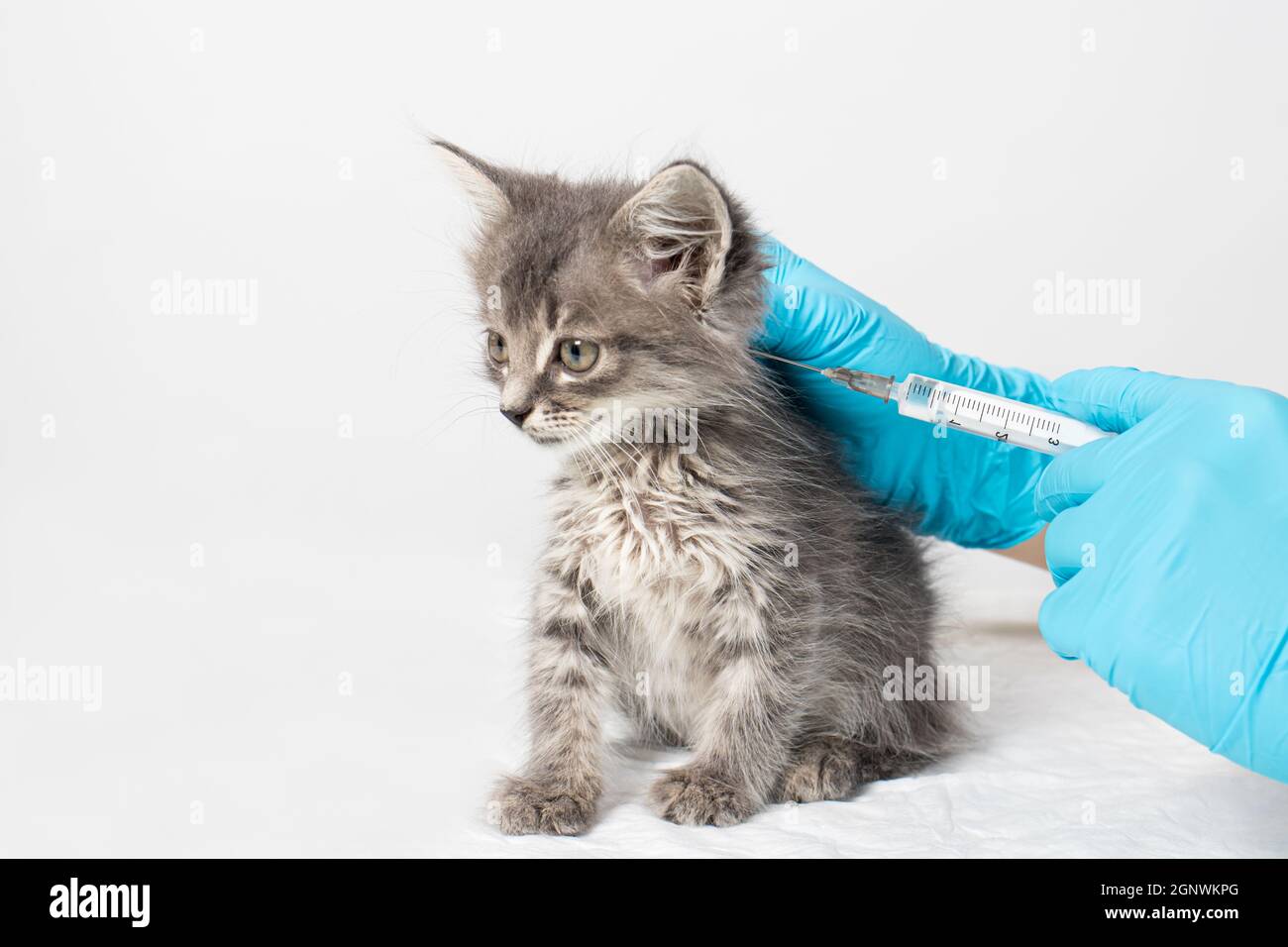 The veterinarian injects the medicine into the withers of the kitten with a syringe with a needle. Injections and medicines for kittens, treatment of Stock Photo
